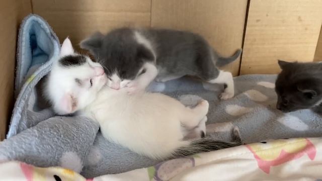 Do Mom Cats Miss Their Kittens After Adoption? смотреть онлайн