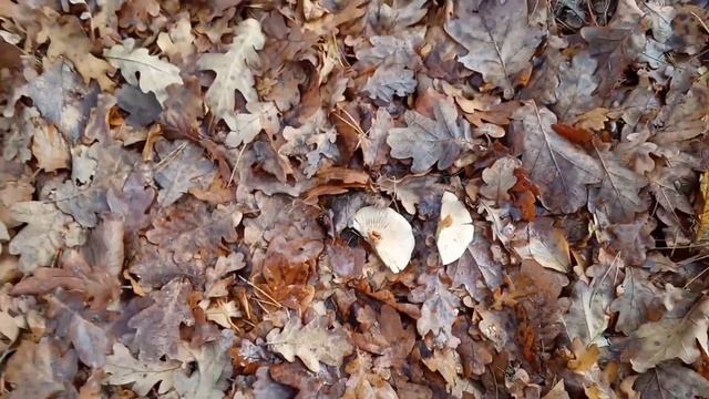 Грибы сыроежки.Собираюсушуделаю приправу.