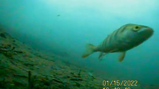 Окунь игнорирует блесну смотреть онлайн