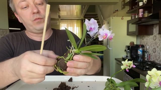 НОВЫЕ ОРХИДЕИ распаковка и корни орхидеи обрабатываем от гнили и стресса смотреть онлайн