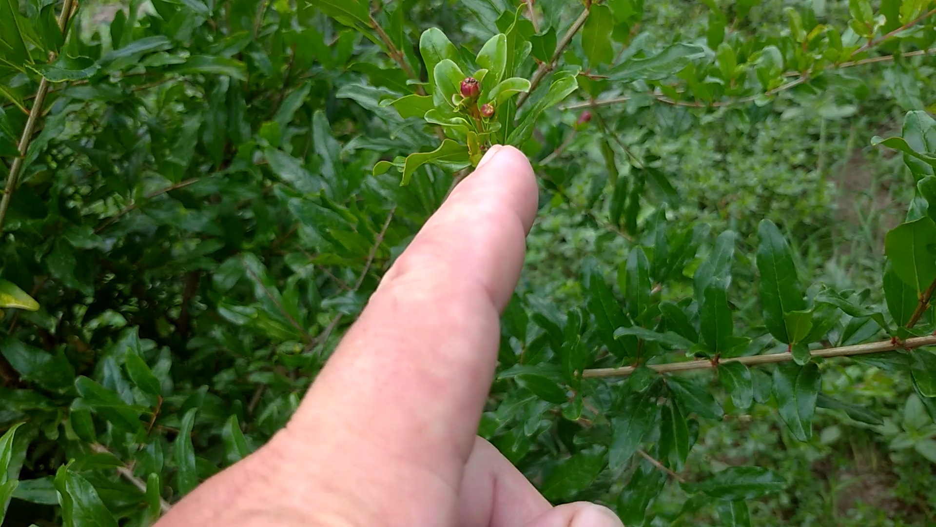 На ка кой год зацветает гранат?Ответ в видео,2022 год.Выращивание граната в Краснодарском крае. смотреть онлайн