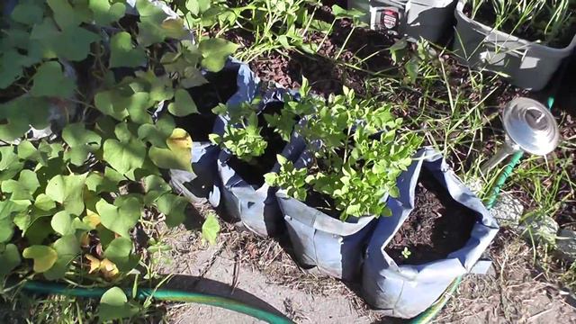 Sept Garden update Citronella, Watermelon, Lucky bamboo, mint, blue potato lettuce update. смотреть онлайн