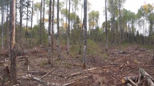 ОХОТА на ЗАЙЦА с РУССКОЙ ГОНЧЕЙ.Сезон 2022-2023.