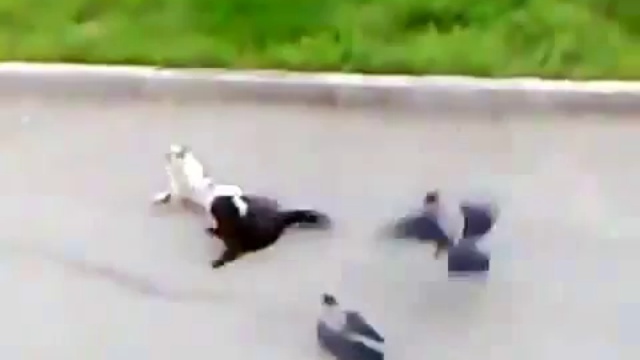 Отважный кот vs вороны и черный кот смотреть онлайн