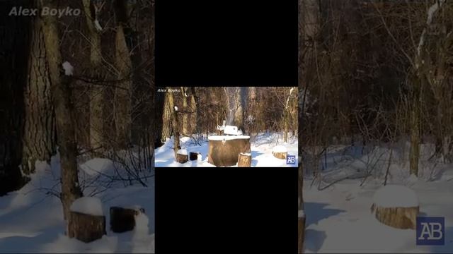 ЧТО БУДЕТ ЕСЛИ БРОСИТЬ В МЯСОРУБКУ ПЕТАРДУ смотреть онлайн