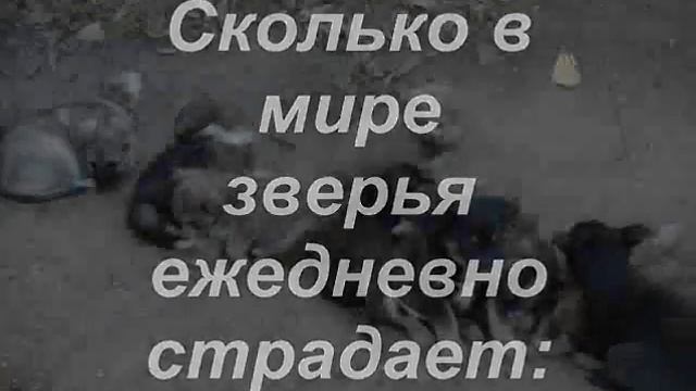 Бесконтрольное разведение домашних животных смотреть онлайн