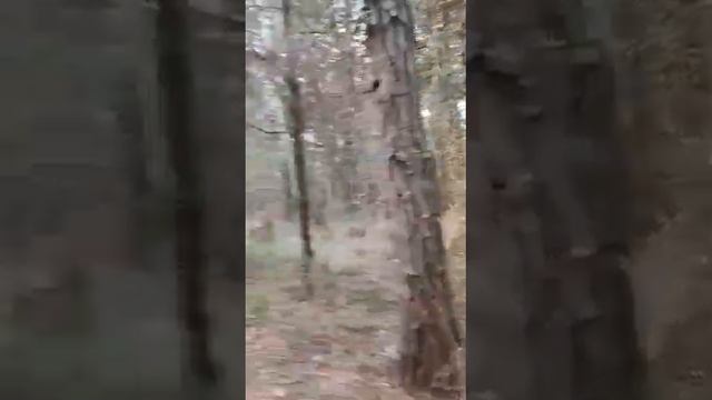 Собака породы Лаготто - Романьоло смотреть онлайн