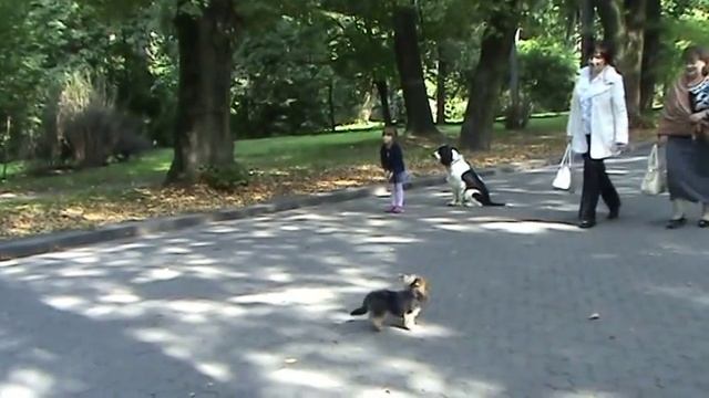 Английский спрингер-спаниель послушание г. Львов. Дрессировка собак во Львове +38 067 343 01 54 смотреть онлайн