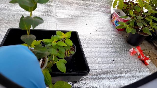 🌺Фуксия-формирую на третий день укоренения ‼️как 🤔❓❓❓результат в конце видео👍🌺🌺#фуксия смотреть онлайн