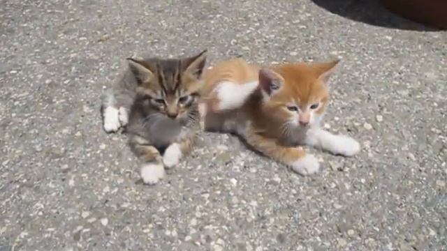 Chaton 1 mois 2 смотреть онлайн
