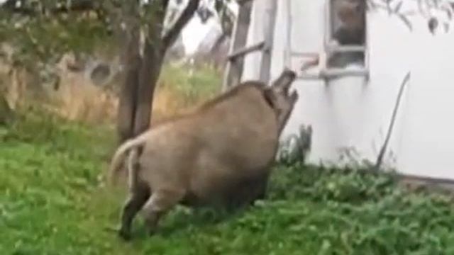 Сосед из леса  кабан