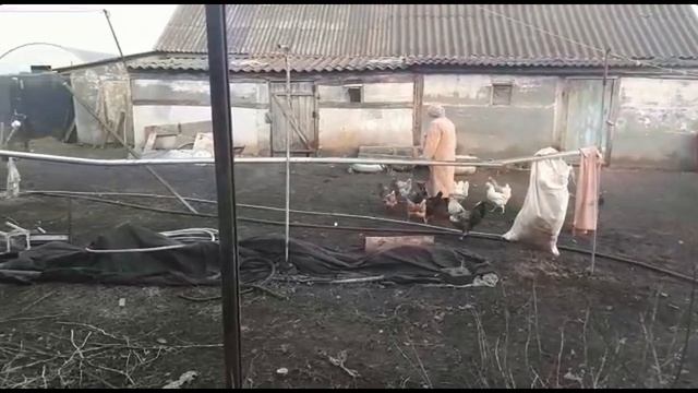 За курей порву смотреть онлайн