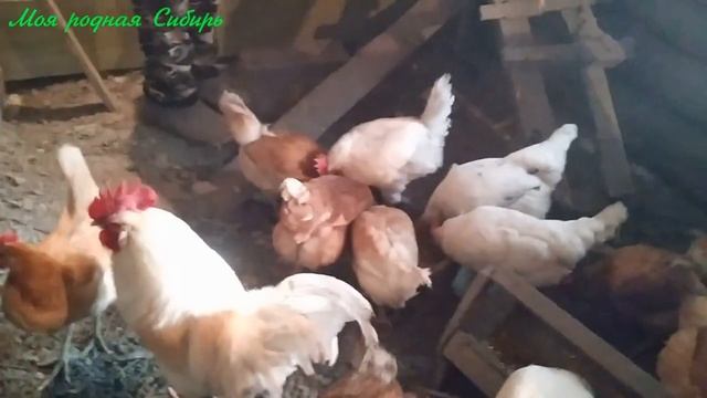 Наши куры - девки хоть куда! И яйца несут, и цыплят выводят, и подраться могут! Гуси и кот во дворе смотреть онлайн