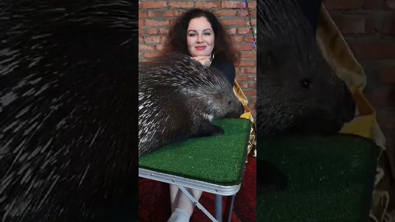 Прямой эфир в Instagram от 25.05.2020 с дикобразом Хомой