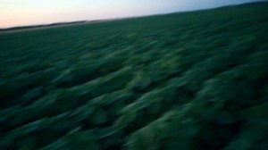 ГЕЛИАНТЕКС гербицид на ПОДСОЛНУХ