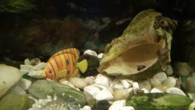 КУПИЛ ВОДОРОСЛЕЕДОВ, ДАНИО, ПЕЦИЛИЮ, И УЛИТОК МЕЛАНИЯ. смотреть онлайн