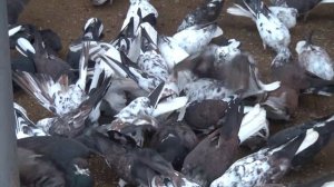 Николаевские голуби, питомник Алексеева Ю.А,(8)