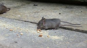 Мышка бегает по экрану видео для котов