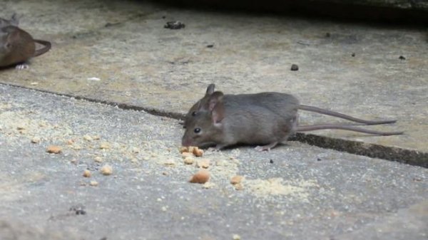 Мышка бегает по экрану видео для котов