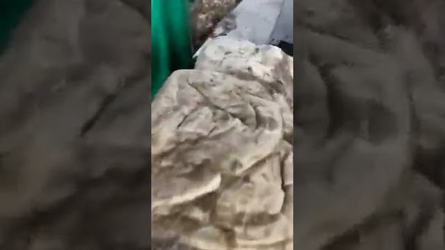 Beef omasum salted говяжья книжка www.cpbexport.com смотреть онлайн