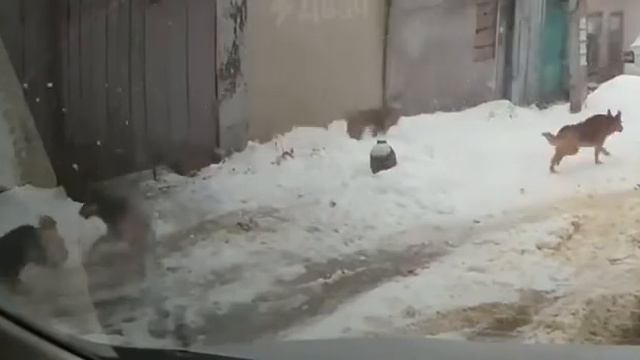 В Воронеже водитель отбил котейку от стаи собакал! 18.01.22 #что #хорошо в #РФ смотреть онлайн