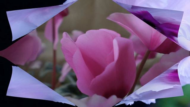 Cyclamen Flowers (HD1080p) смотреть онлайн