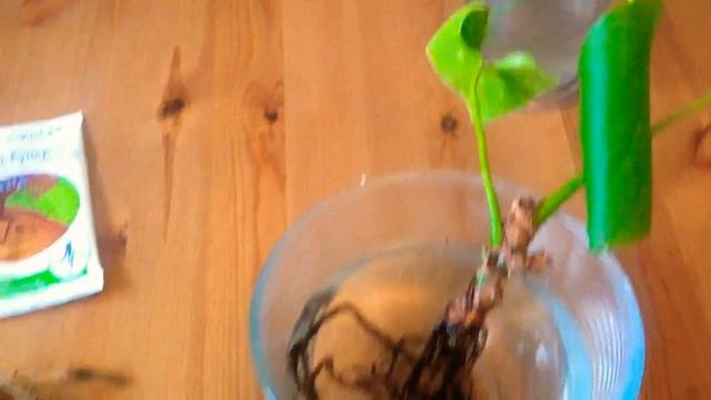 Корень супер для корнеобразования. Ч1 смотреть онлайн