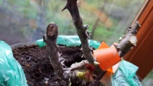 Роза ЛАВА ГЛУТ  от Полины Козловой.  Реанимация.