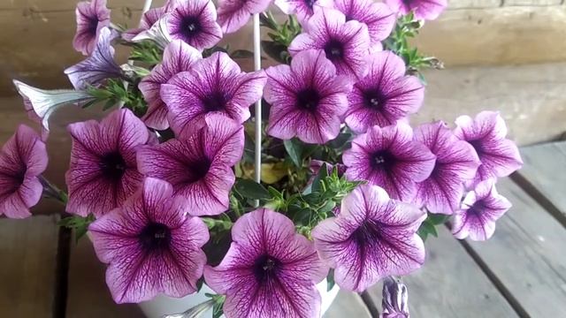 Обзор сортов вегетативной петунии. смотреть онлайн