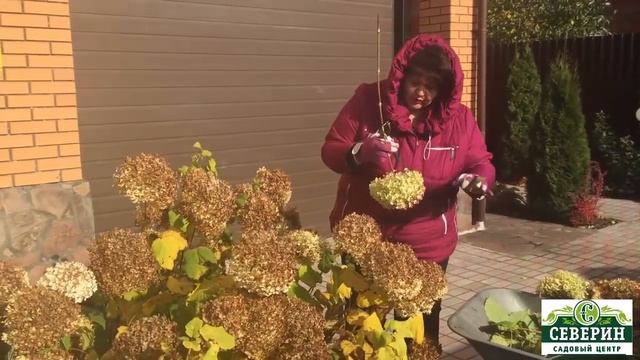 Обрезка древовидной гортензии смотреть онлайн