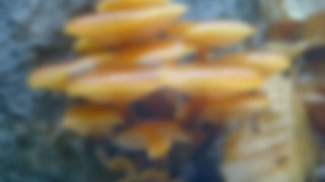 Téli fülőke tojással, Golden needle (winter) mushroom, Winterpilz, Flammulina velutipes смотреть онлайн