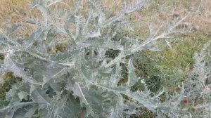 Татарник колючий - растение, препятствующее возникновению метастазов