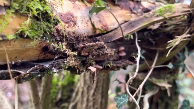 Winterpilze und Vitalpilze смотреть онлайн