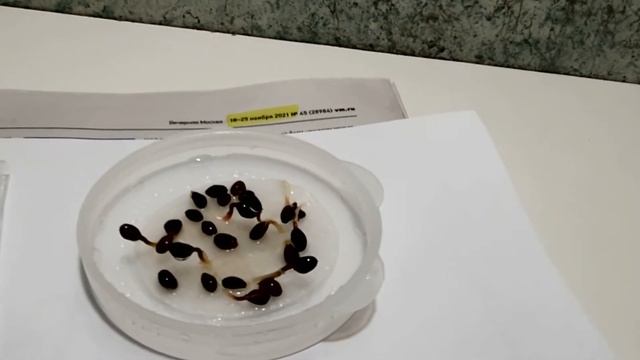 Сосна желтая из семян тест на всхожесть смотреть онлайн