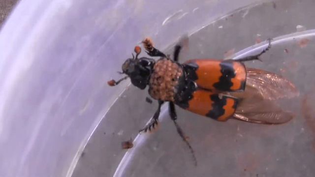 2017 08 18 17 27 23 00210 Panasonic HC V550 775 mb смотреть онлайн