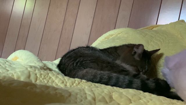 ASMR Cat Grooming (w/background Noise),