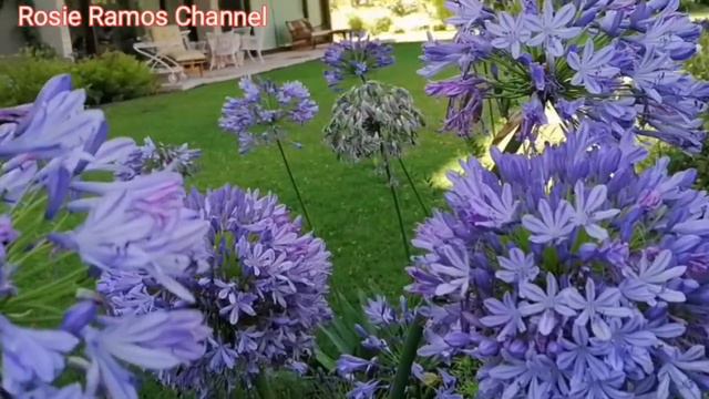GARDEN HOME IDEAS AGAPANTHUS AFRICANUS AND WHITE ROSES