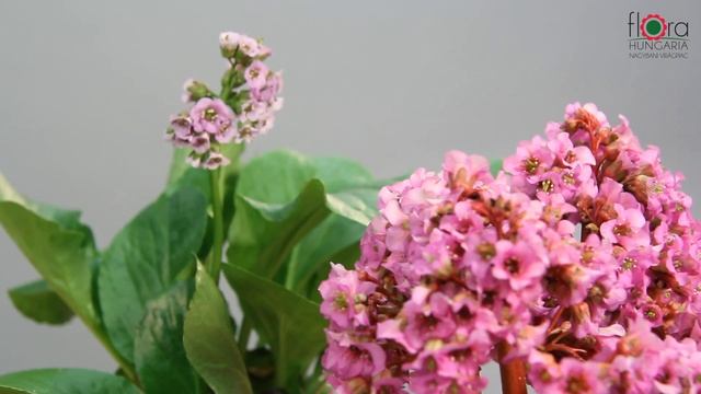 Bergenia crassifolia - Bergenia cordifolia - Bőrlevél смотреть онлайн