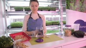 Микрозелень.  Как проростить семена маша. Проростки. Как выращивать микрозелень.