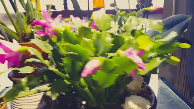 Thanksgiving Cactus in Bloom again✌ смотреть онлайн