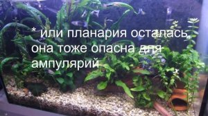 Почему умирают ампулярии