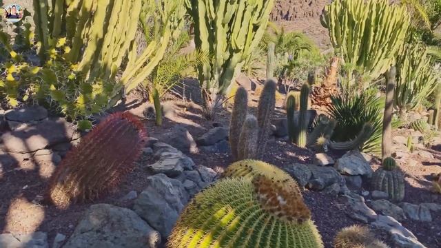 КУДА ПОЕХАТЬ НА КАНАРАХ? ПАЛМИТОС ПАРК отдых в Испании туристический влог Gran Canaria Spain смотреть онлайн