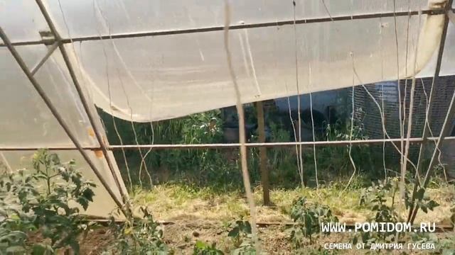 ПРАВИЛЬНОЕ ПРОВЕТРИВАНИЕ ЛЮБОЙ ТЕПЛИЦЫ!!! Как избавиться от жары в теплице и понизить температуру! смотреть онлайн