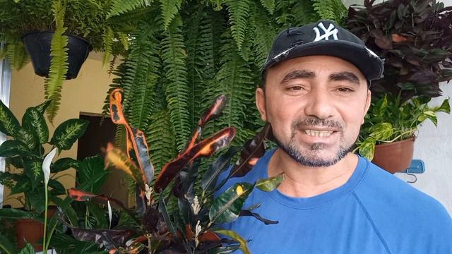 croton dica de cutivo смотреть онлайн