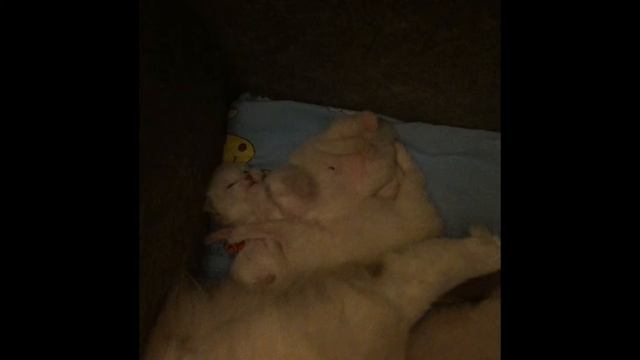 Настоящие невские маскарадные котята! смотреть онлайн