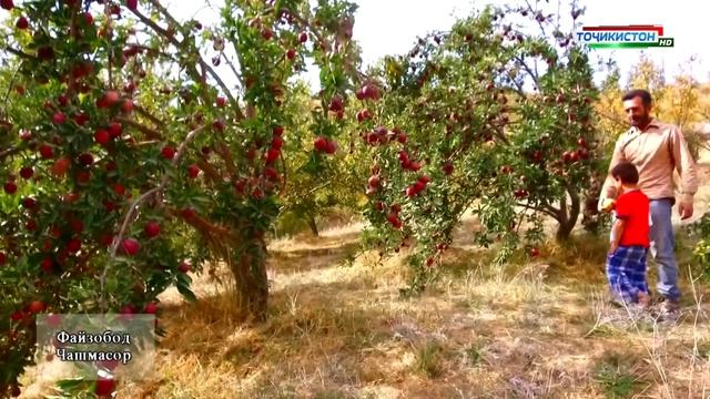 Файзобод - Чашмасор / Fayzobod Chashmasor смотреть онлайн