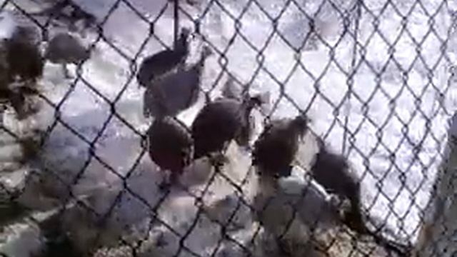 Цесарки и др.... смотреть онлайн