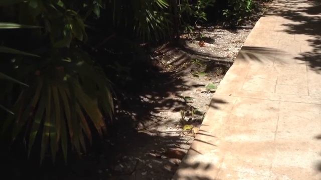 Coati al Playa Maroma смотреть онлайн