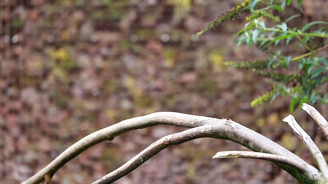 Most Dolby Vision 12K Ultra 12k HDR Video 120fps