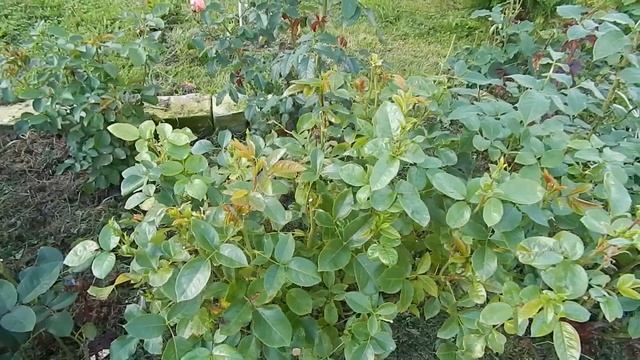 Розы и ЛМР.Устойчивые сорта.Розы Тантау и ЛМР.Часть 2.